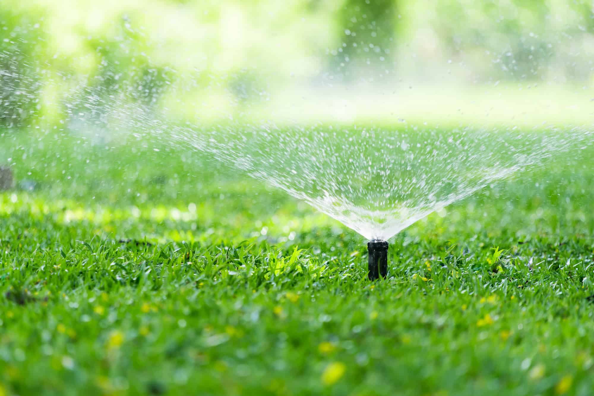 Close-up of an installed sprinkler head spraying water onto green lawn grass